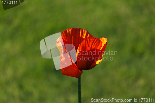 Image of Poppy Flower in Bloom