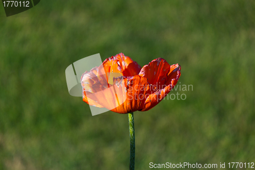 Image of Poppy Flower in Bloom