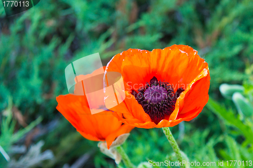 Image of Poppy Flower in Bloom