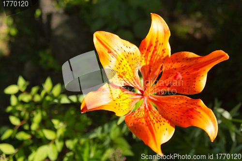 Image of Orange flower in bloom