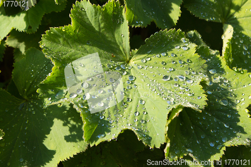 Image of Water droplets on a leaf