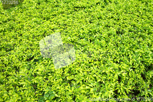 Image of Green leaves on the ground background