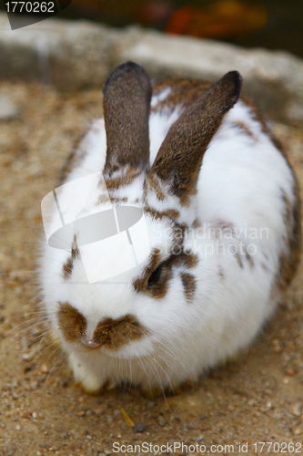 Image of Rabbit close-up shot