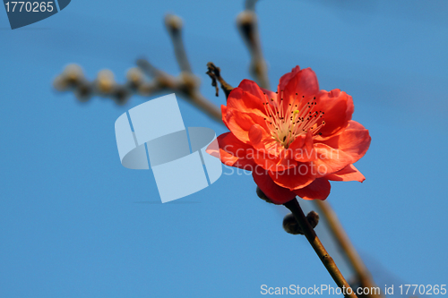 Image of Cherry blossom in blue sky