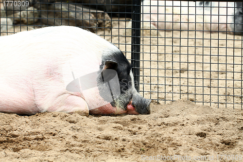 Image of A sleepy pig