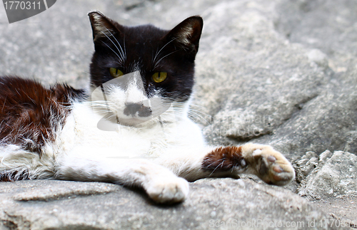 Image of A cat sitting on rocks