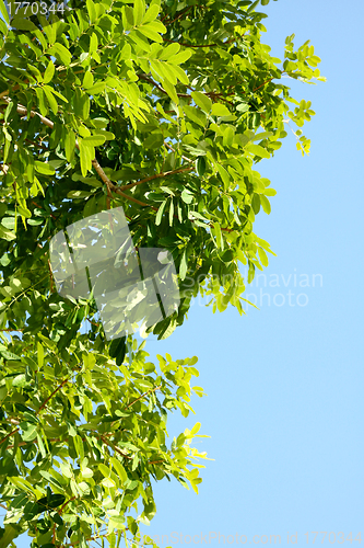 Image of Green leaves under blue sky background