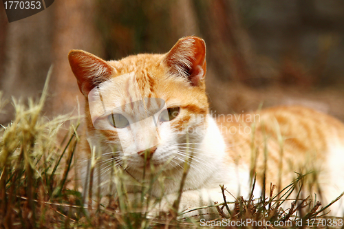 Image of A cat on grasses