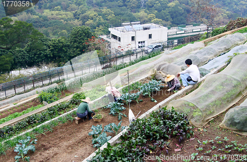 Image of Farmers collecting crops