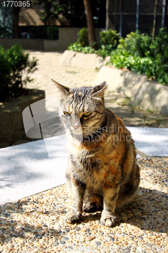 Image of A cat under sunshine