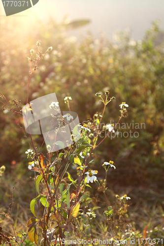 Image of White flowers and grasses under sunshine