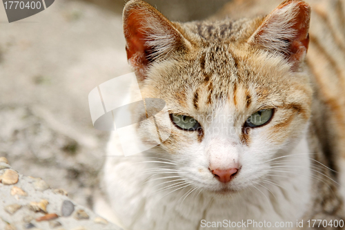 Image of A cat with sharp eyesight