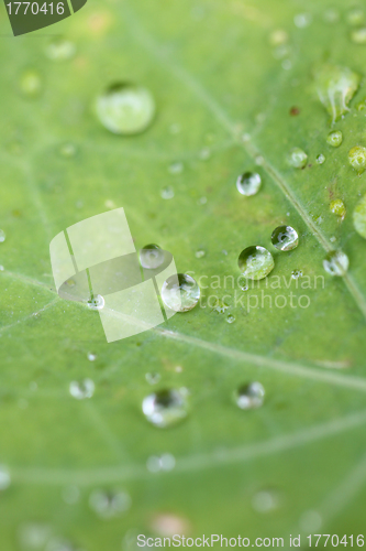 Image of Water droplet on the leaf