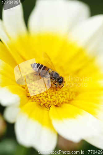 Image of White flower with bee