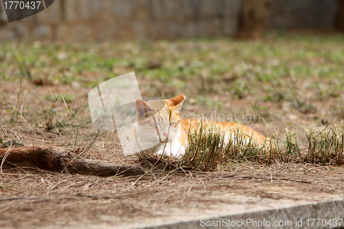 Image of A sleepy cat on floor