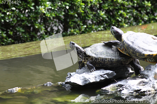 Image of Turtles on water