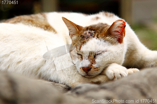 Image of A sleepy cat on floor