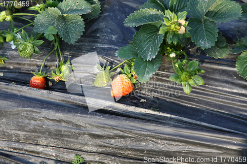 Image of Strawberries field