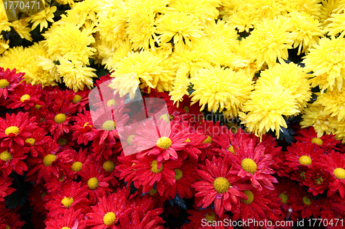 Image of Chrysanthemum background