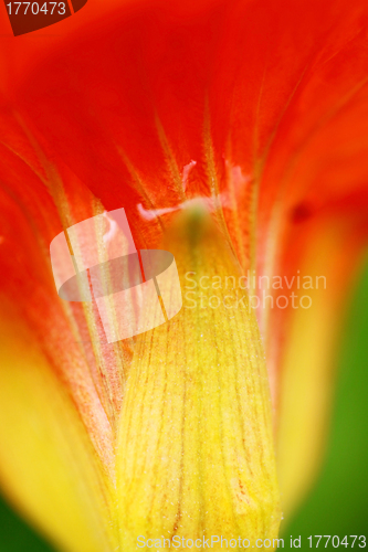 Image of Orange petals background