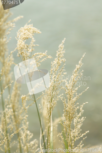 Image of Yellow grasses