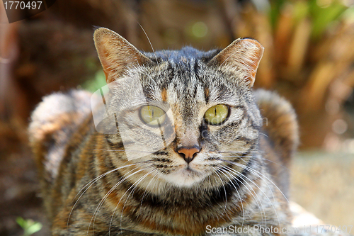 Image of A cat with sharp eyesight