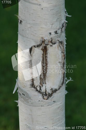 Image of Birch tree