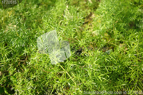 Image of Green grasses background