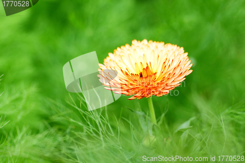 Image of Orange spring flower