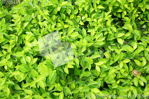 Image of Green leaves on the ground