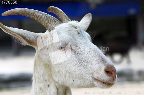 Image of Goat, close-up.