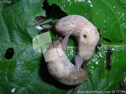 Image of Snails 24.06.2005