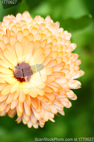 Image of Orange chrysanthemum close-up