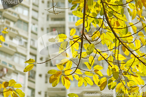 Image of Yellow leaves under sunshine