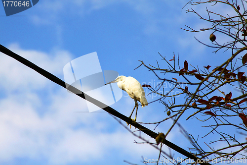 Image of Bird in blue sky