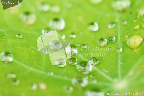 Image of Water droplet on the leaf