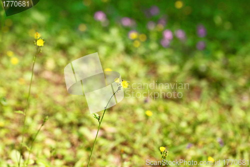 Image of Yellow flowers background