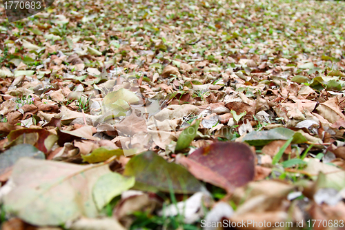 Image of Fallen leaves in autumn