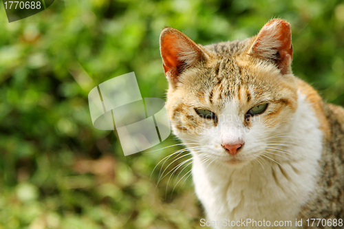 Image of A cat looking