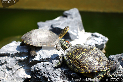 Image of Turtles on stones