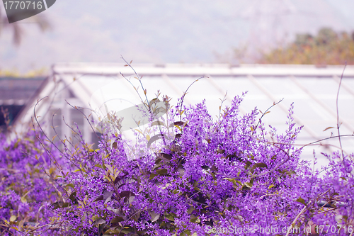 Image of Purple flowers and houses