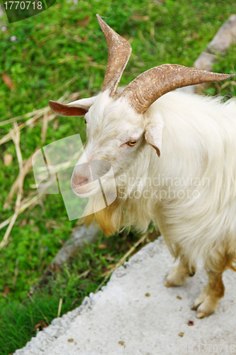 Image of Goat on grasses
