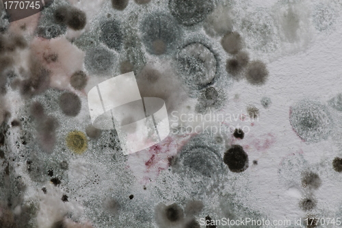 Image of Patches of mould and mildew