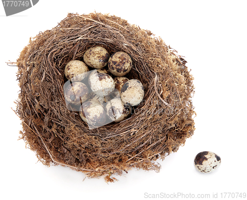 Image of Quail Eggs