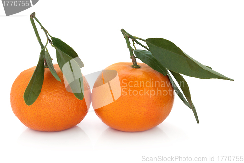 Image of Satsuma Fruit