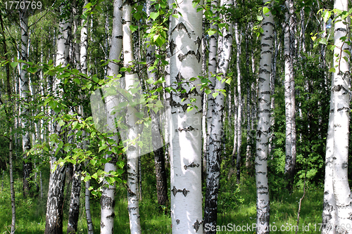 Image of Beautiful birch trees