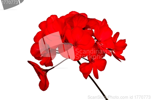 Image of Geranium branch