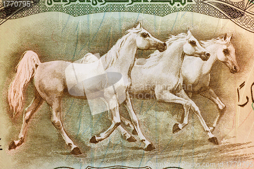 Image of Arabian Horses