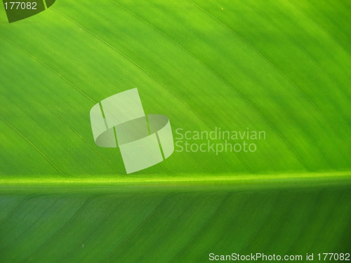 Image of Green Leaf