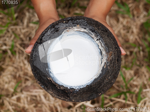 Image of Rubber tree plantation